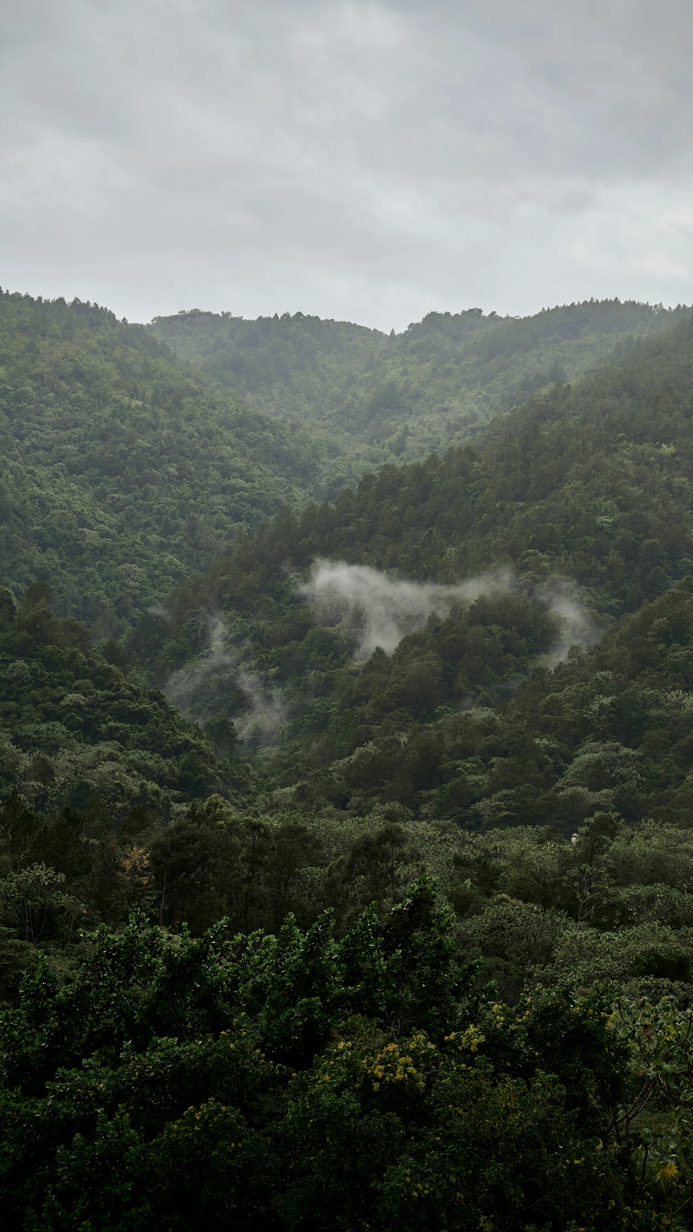 A Dominica rainforest interior, sunlight filtering through the canopy.